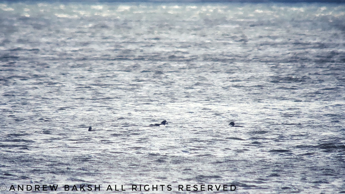 Barrow's Goldeneye - ML133652881