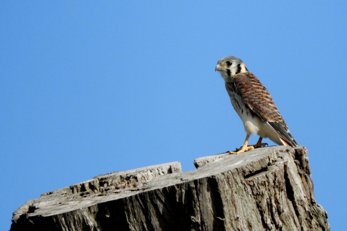 American Kestrel - Ignacio Zapata