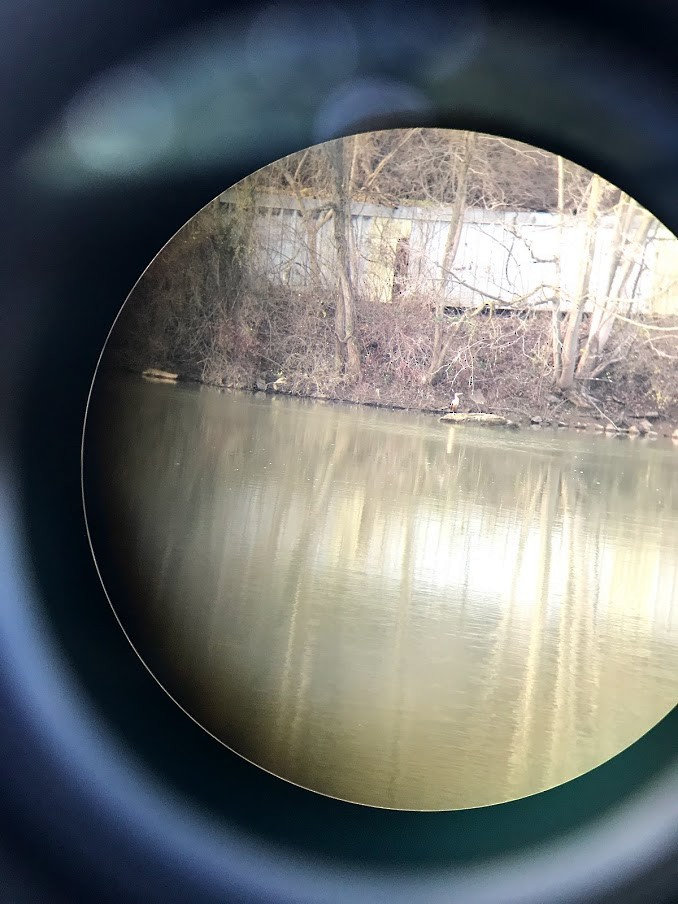 Double-crested Cormorant - Benjamin Peters