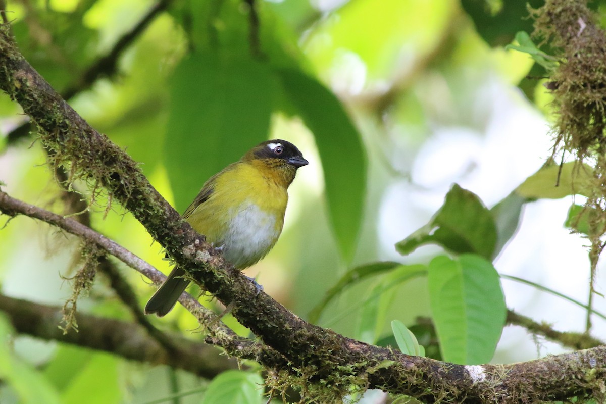 Common Chlorospingus (Central Panama) - ML133658421