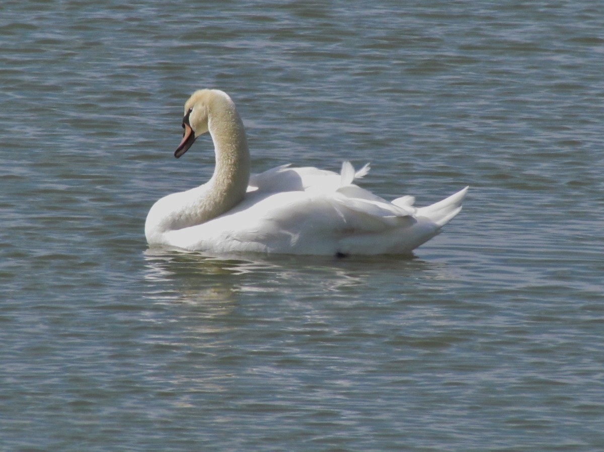 Mute Swan - Dave Gibson