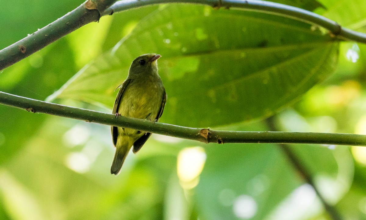 Golden-winged Manakin - ML133660421