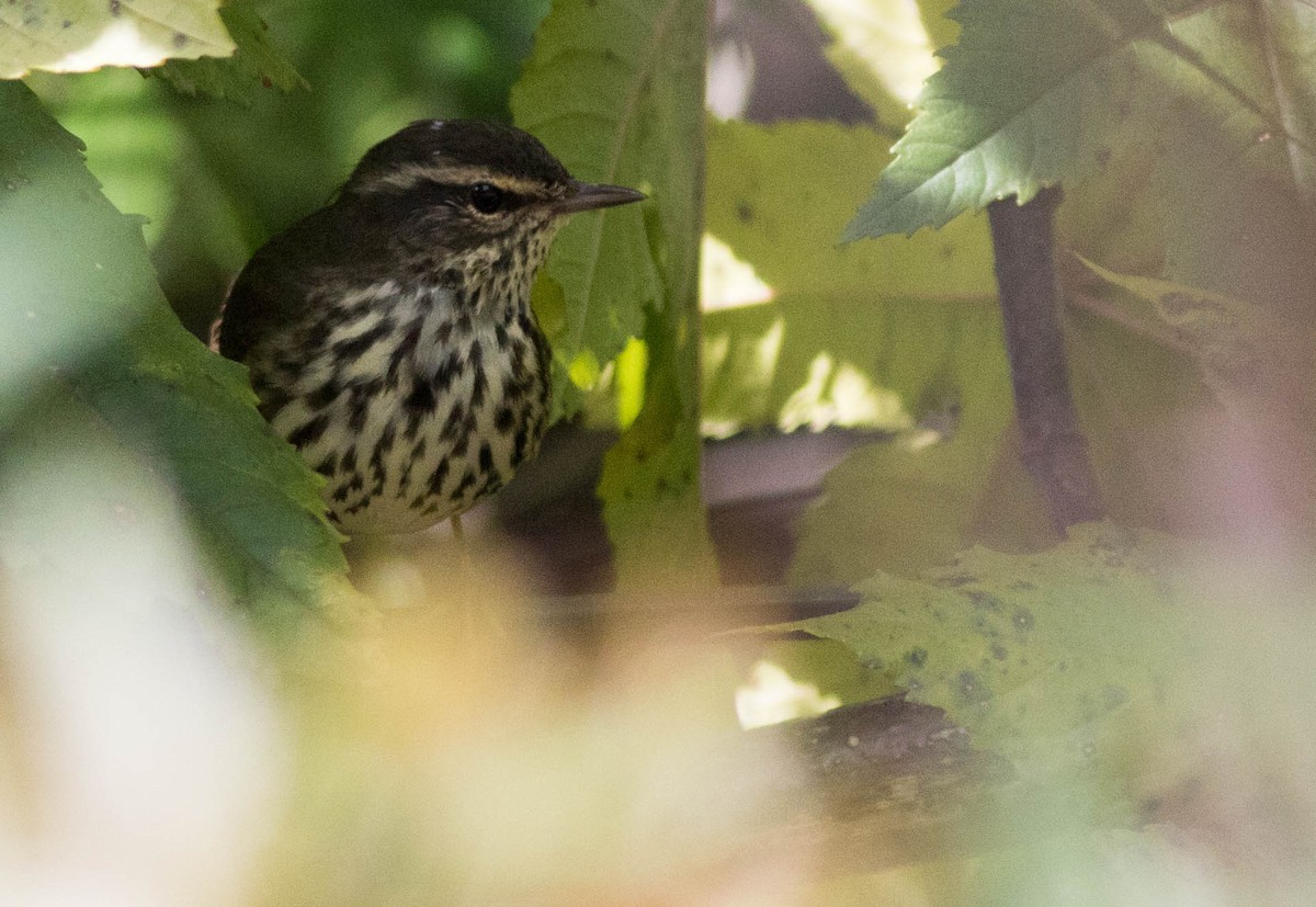 Northern Waterthrush - ML133662981