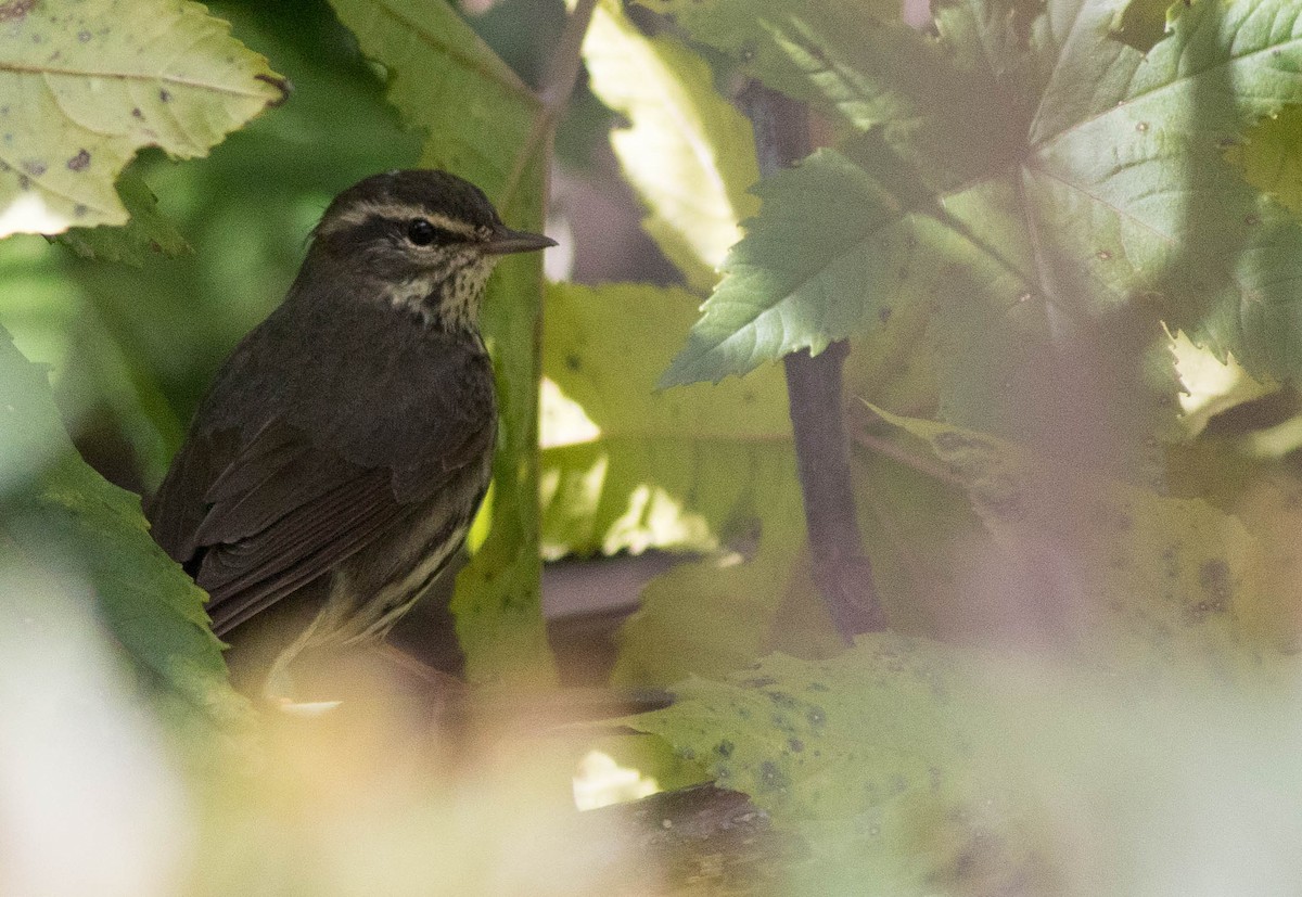 Northern Waterthrush - ML133663001