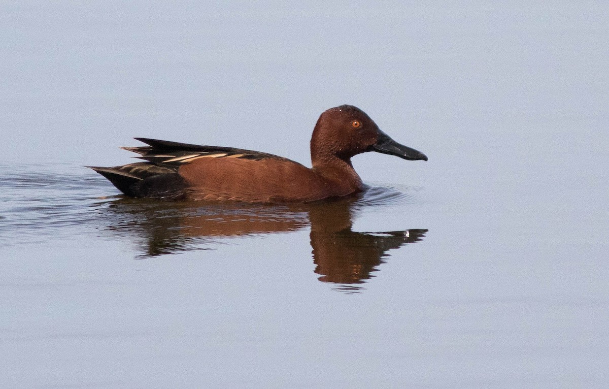 Cinnamon Teal - ML133663321