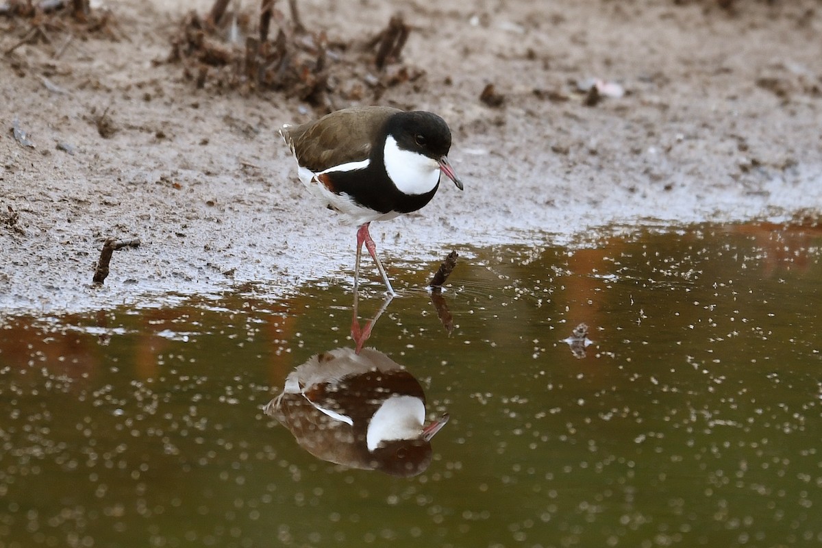 Red-kneed Dotterel - ML133663881