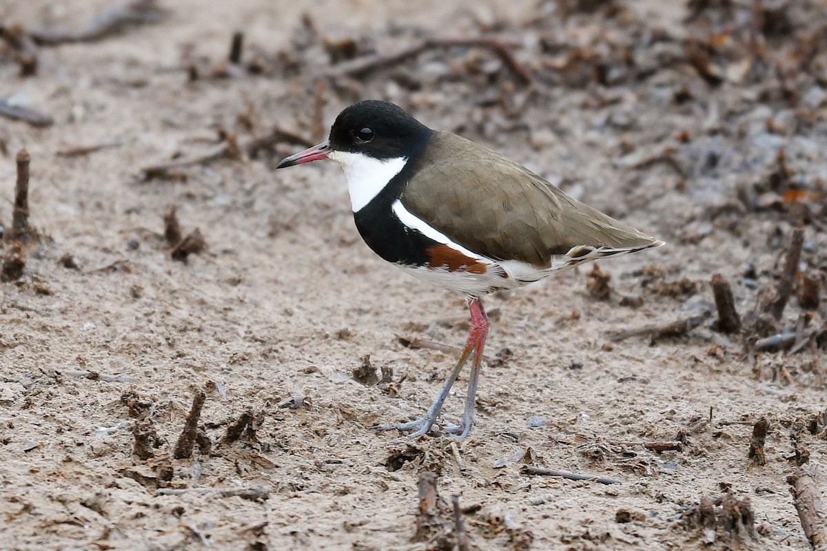 Red-kneed Dotterel - ML133663991