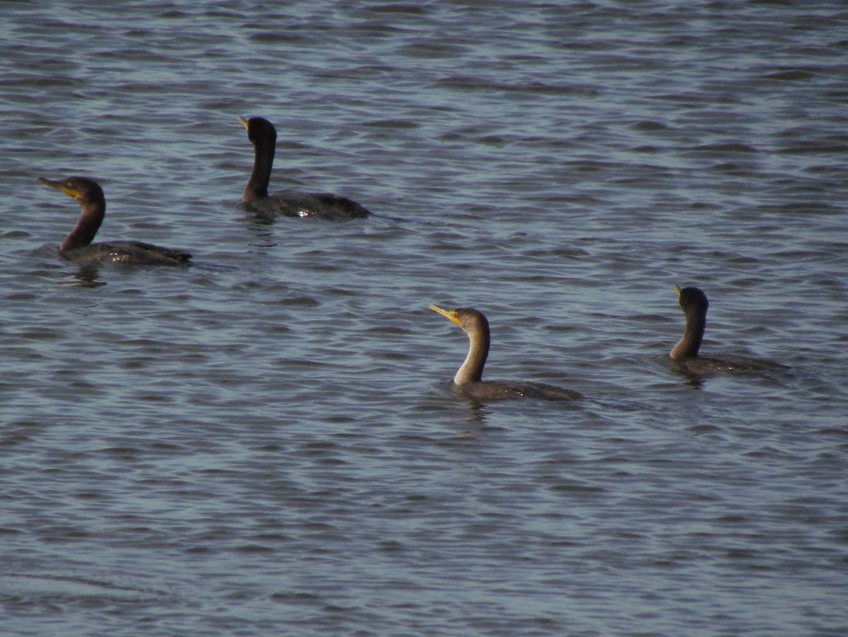 Double-crested Cormorant - Dave Gibson