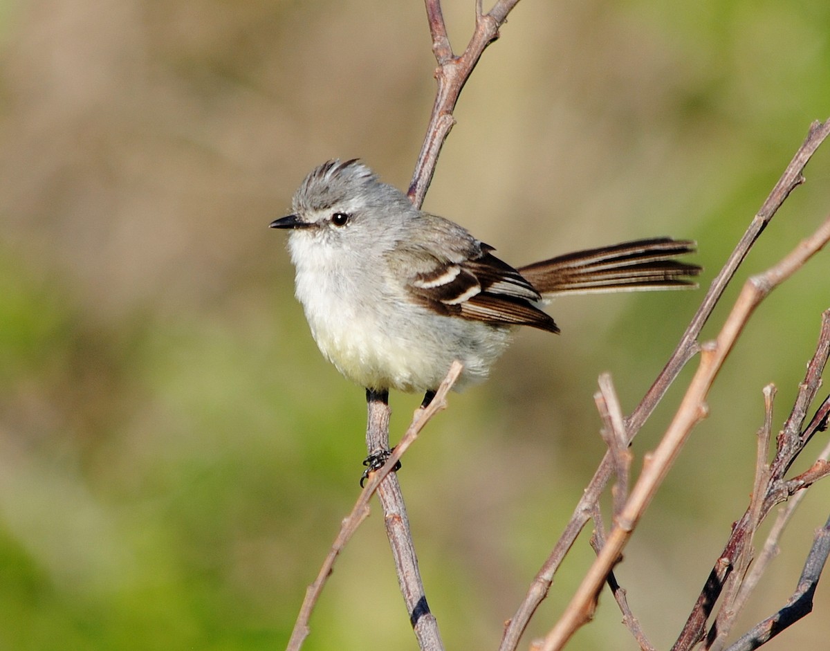 White-crested Tyrannulet (Sulphur-bellied) - ML133665081