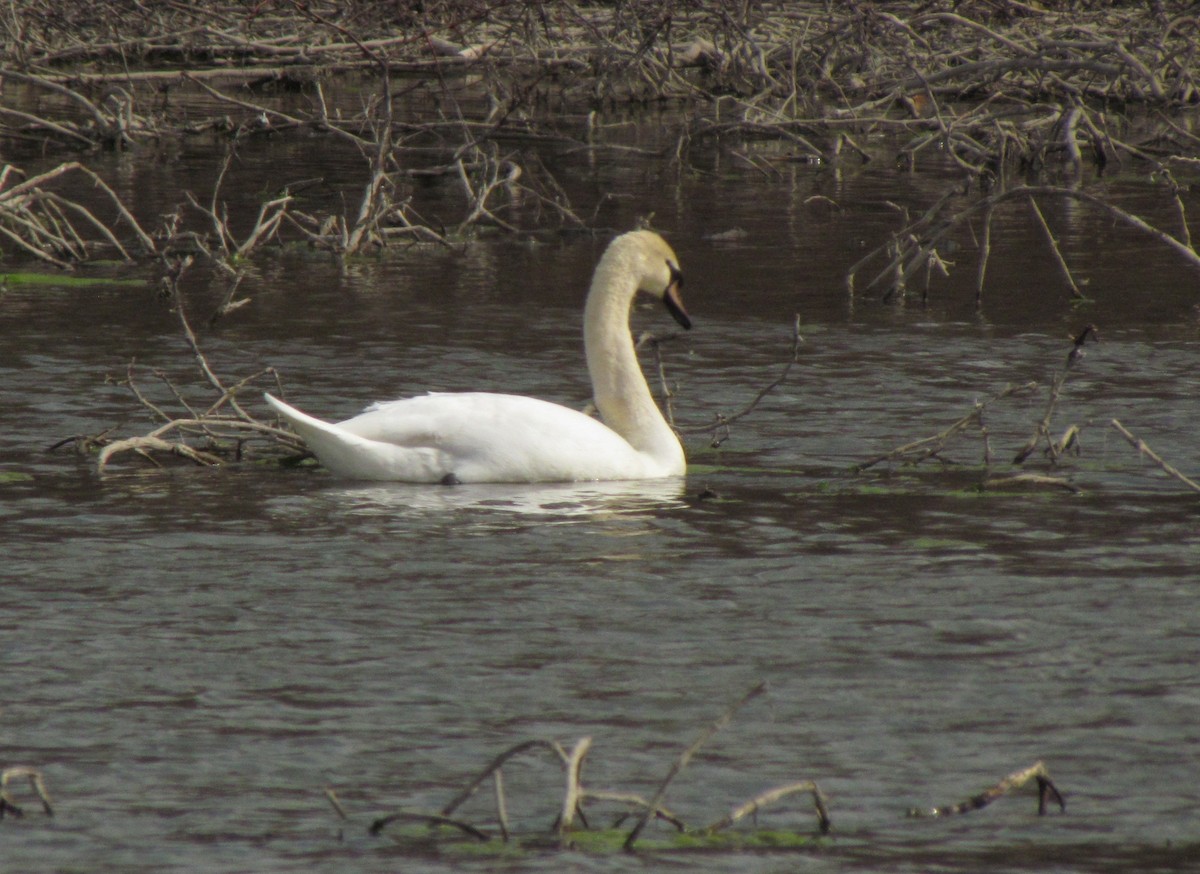 Mute Swan - Dave Gibson