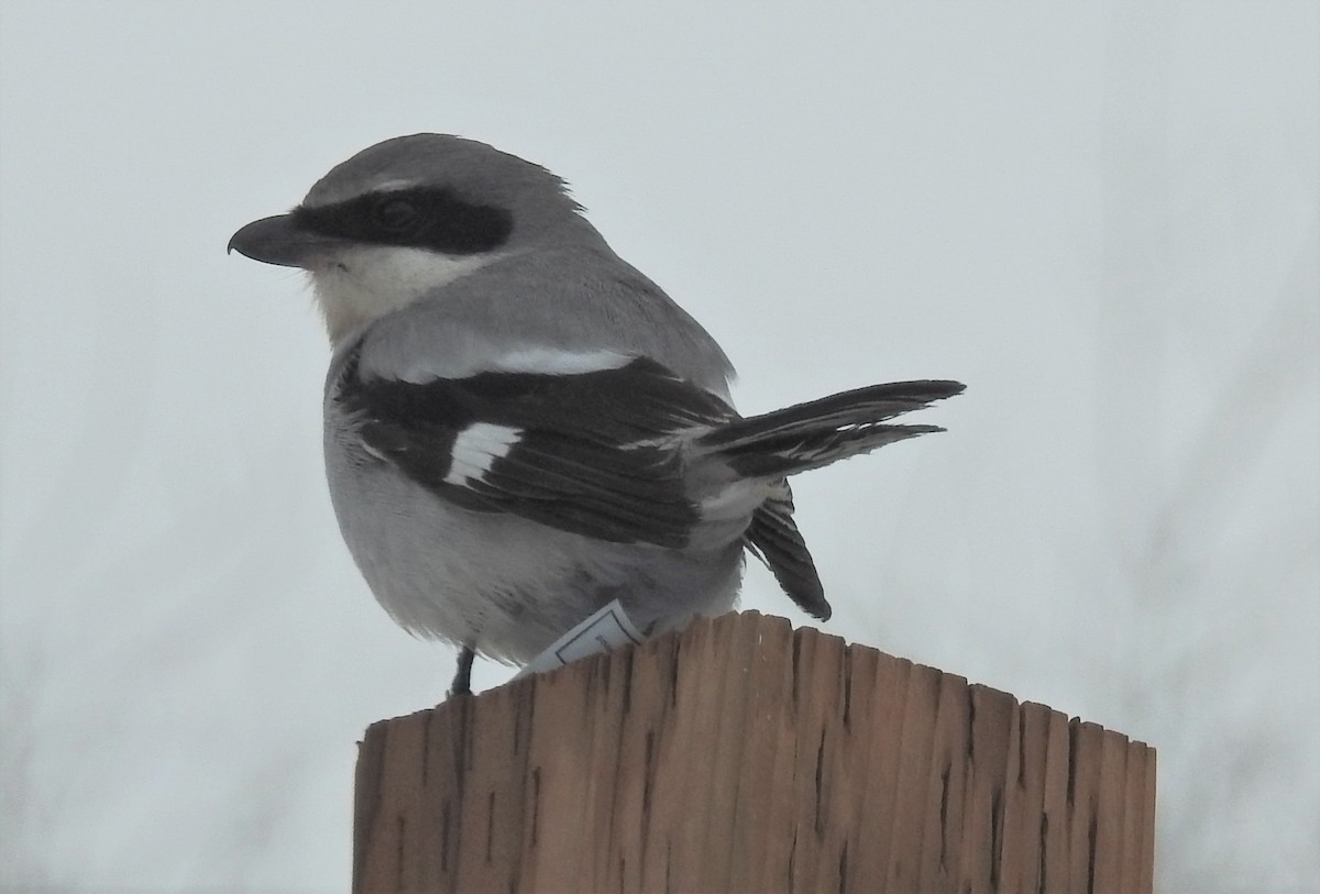 Loggerhead Shrike - 🦉Max Malmquist🦉