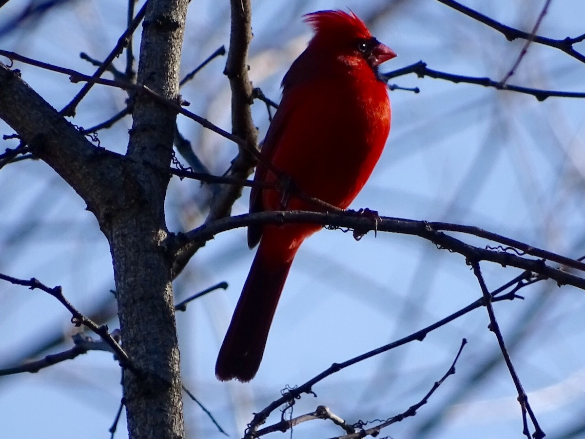 Cardinal rouge - ML133666521