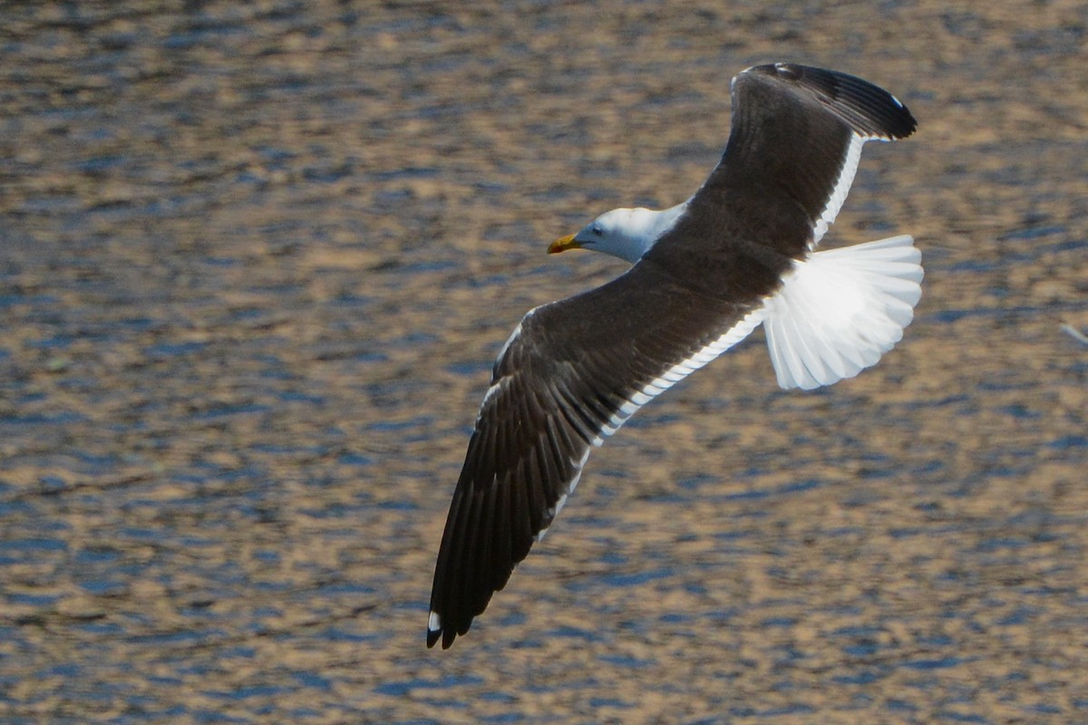 Goéland brun (fuscus) - ML133666641