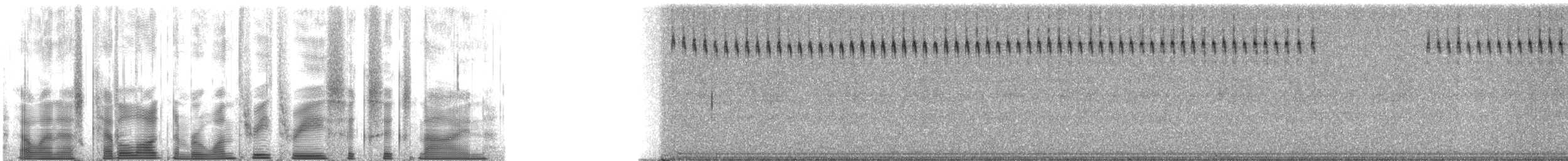 Allard's Ground Cricket - ML133669