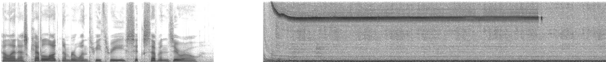 Sphagnum Ground Cricket - ML133670