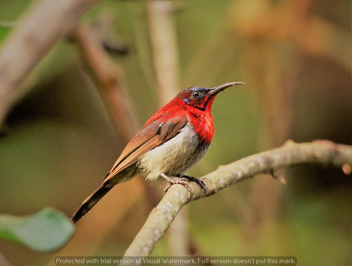 Vigors's Sunbird - Abhishek Shankar