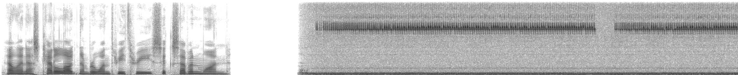 Gray Ground Cricket - ML133671