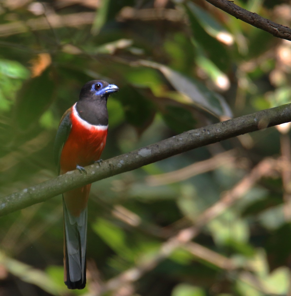 trogon indický - ML133671721