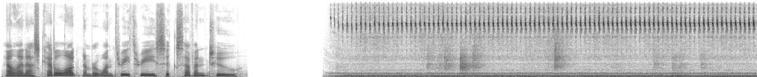 Allard's Ground Cricket - ML133672