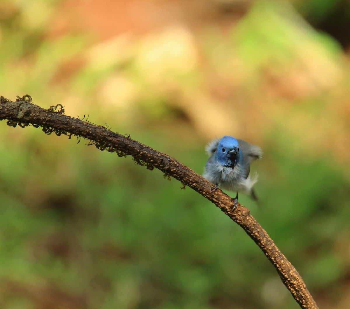Black-naped Monarch - ML133672281
