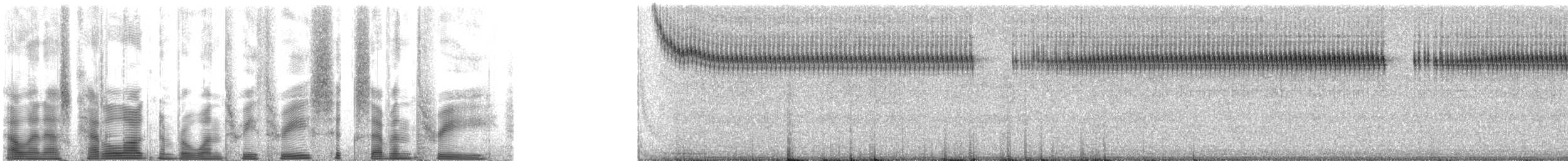 Gray Ground Cricket - ML133673