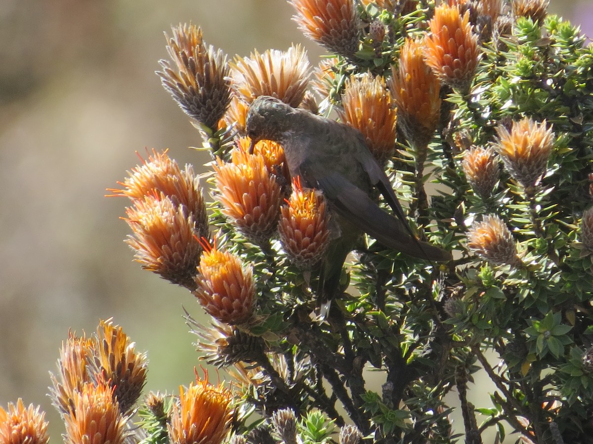 Colibrí Gigante - ML133673521