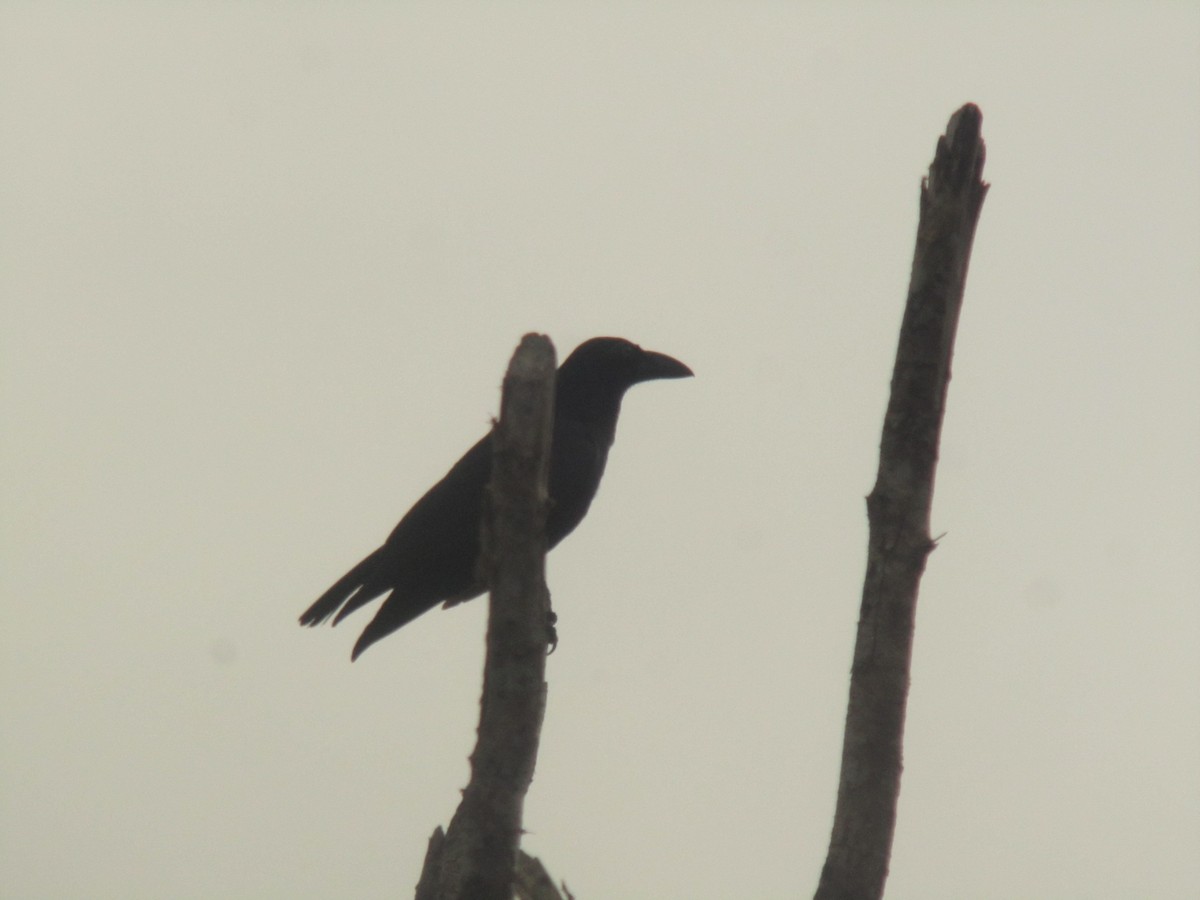 Banggai Crow - ML133673661