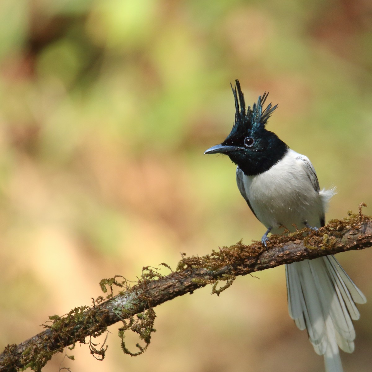 Indian Paradise-Flycatcher - Abhishek Shankar