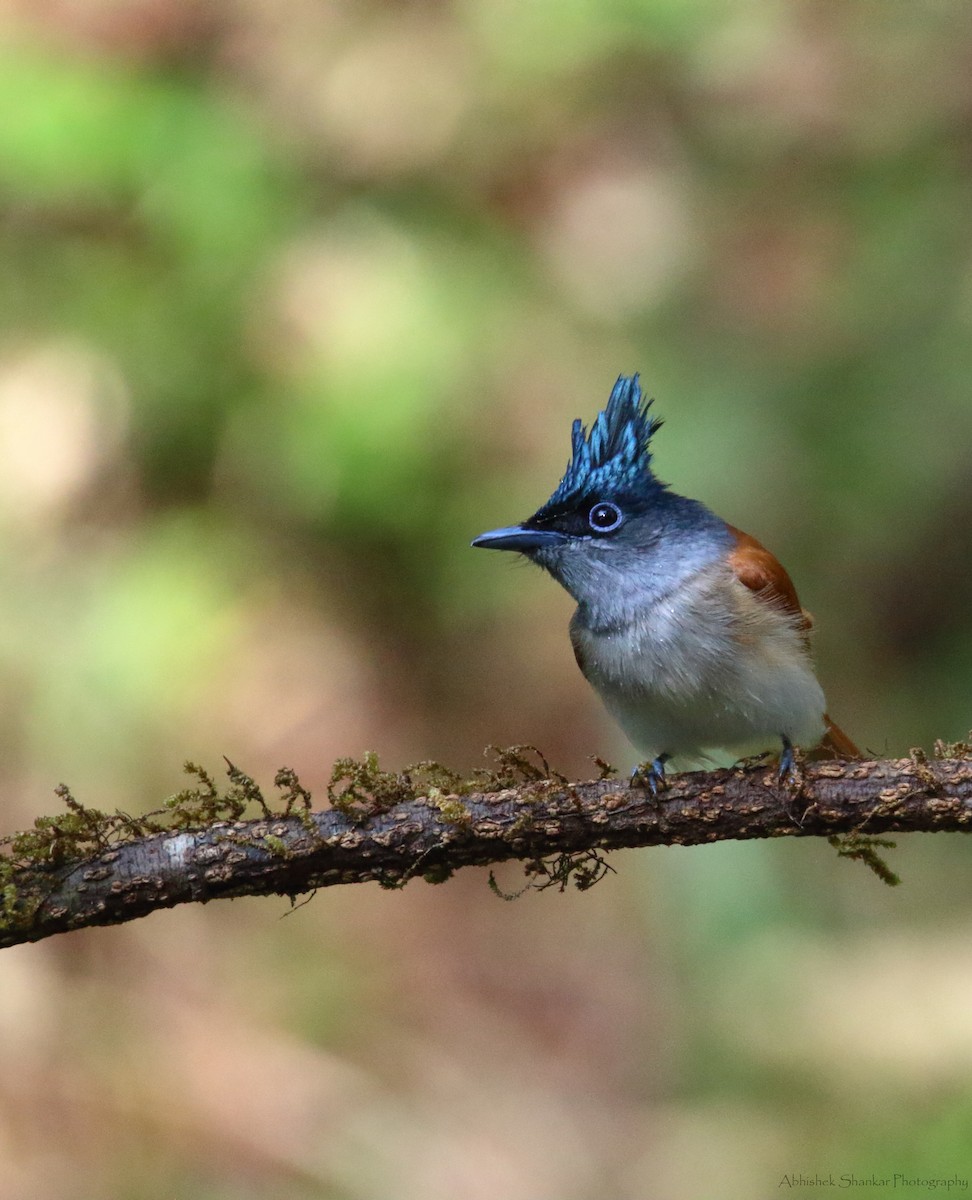 Indian Paradise-Flycatcher - ML133674051