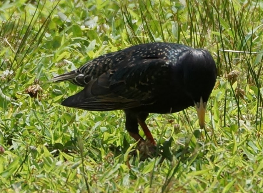 European Starling - ML133674161