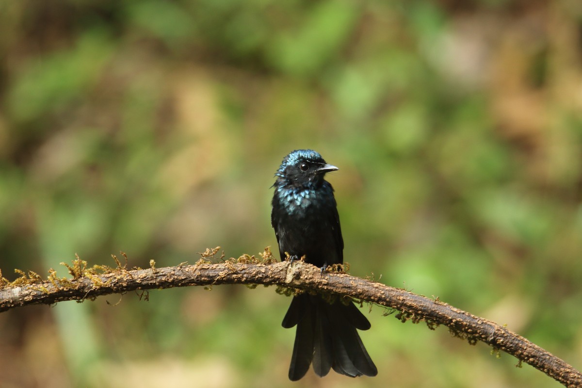 Menevişli Drongo - ML133674471