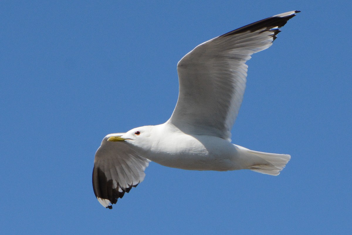 ML133674721 - Common Gull (European) - Macaulay Library