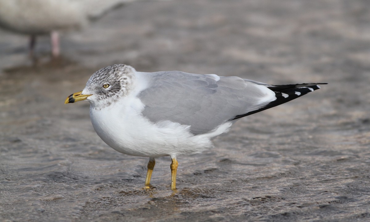 Ring-billed Gull - ML133675451