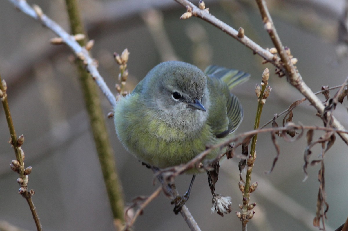 Orange-crowned Warbler - ML133676501