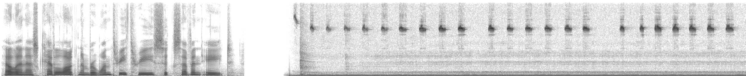 Striped Ground Cricket - ML133678