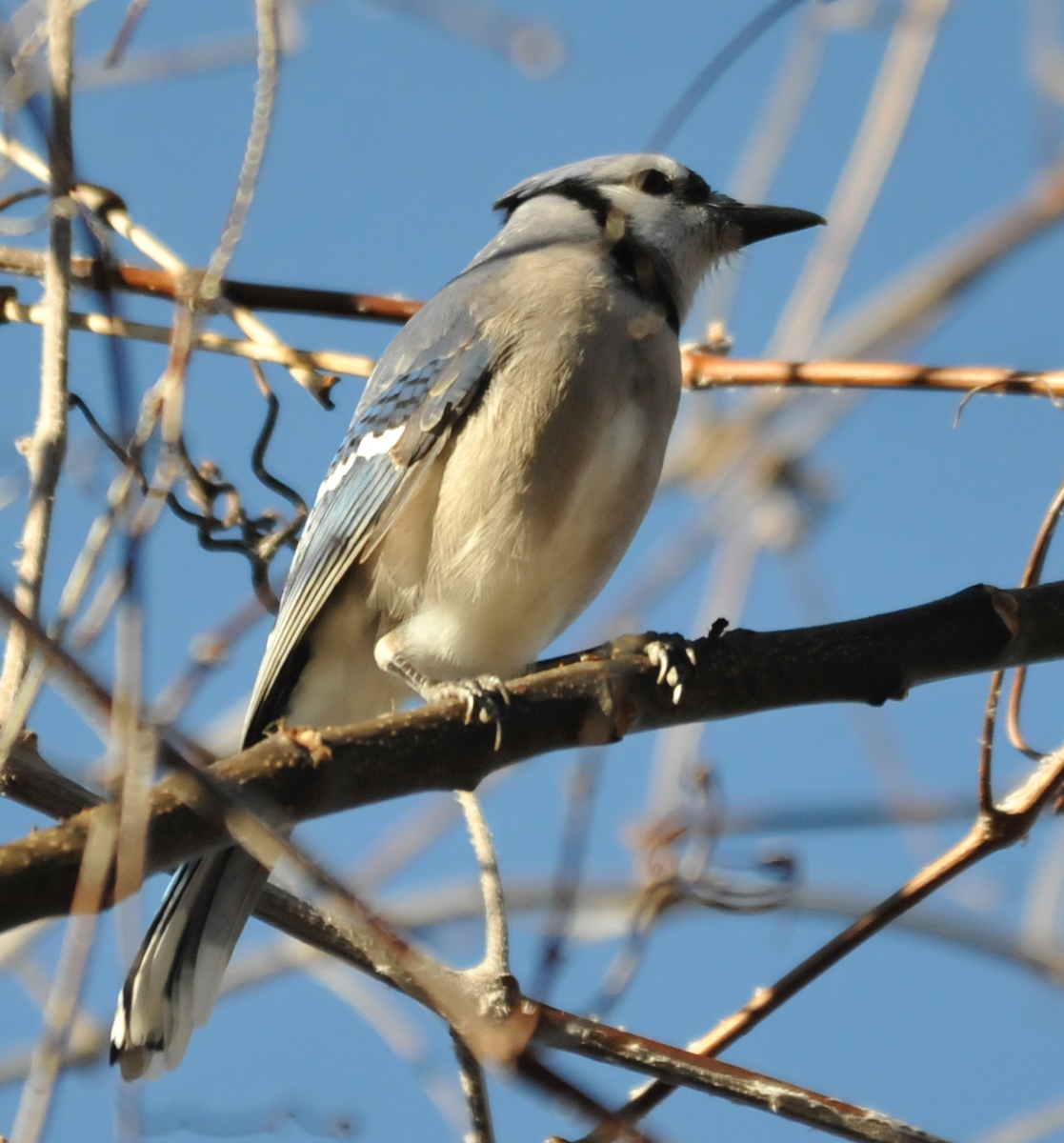 Blue Jay - Carlos/Giancarla Ross