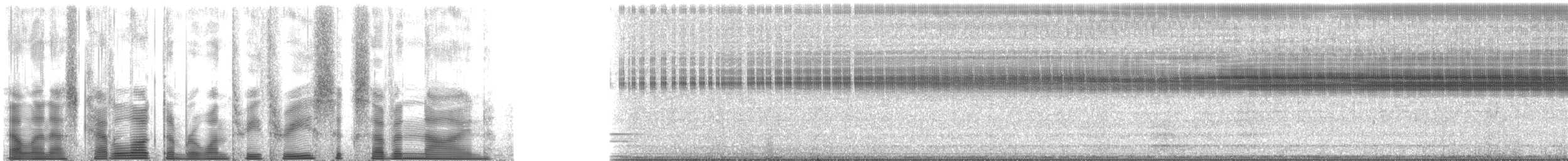 Carolina Ground Cricket - ML133679
