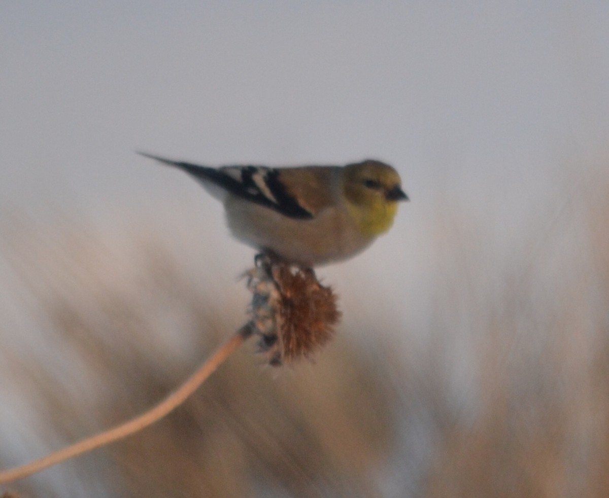 Chardonneret jaune - ML133679731