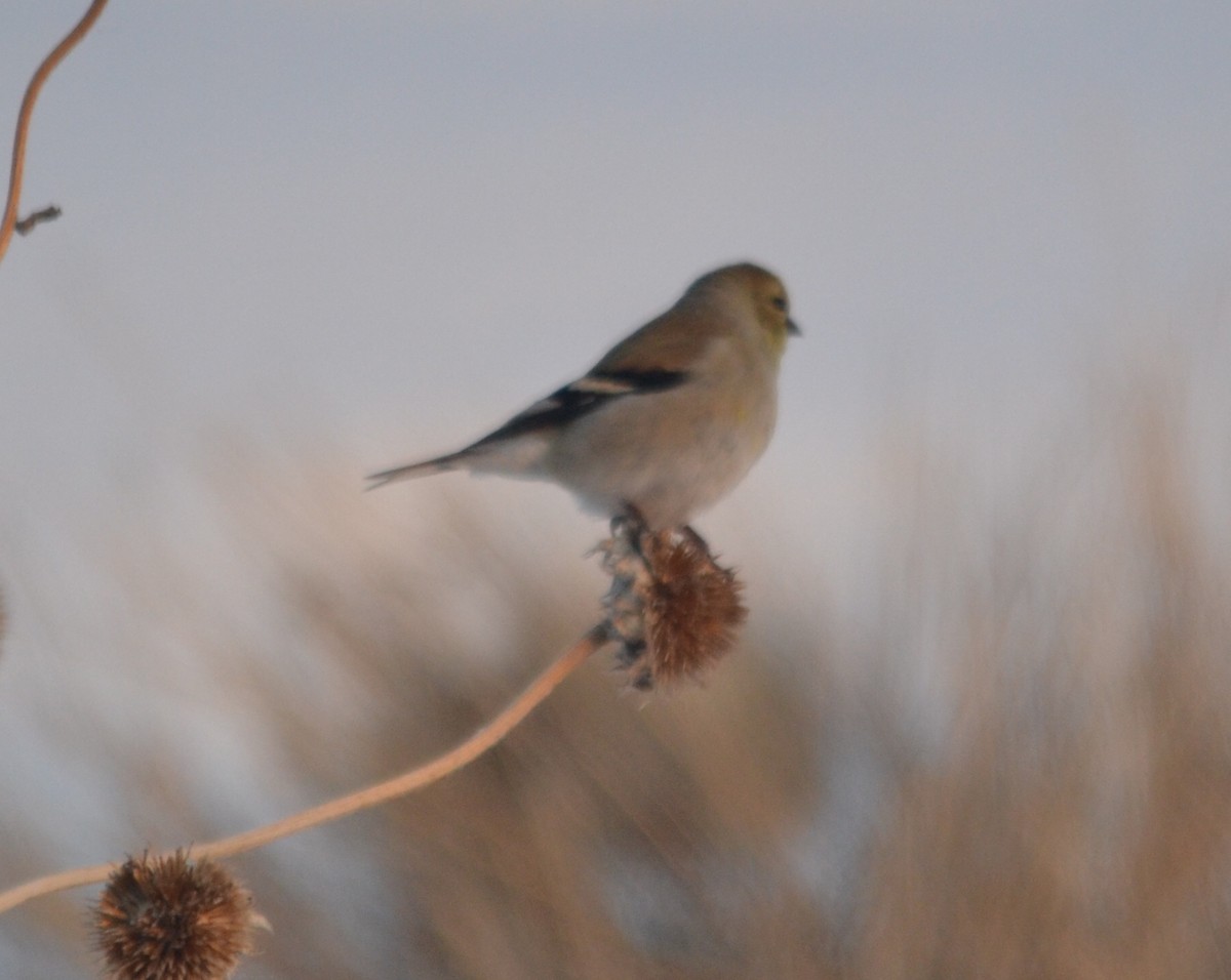 American Goldfinch - ML133679751