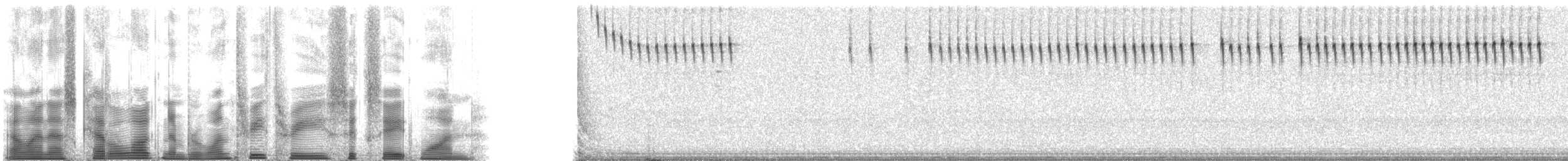 Allard's Ground Cricket - ML133681