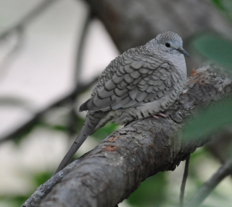 Inca Dove - Carlos/Giancarla Ross