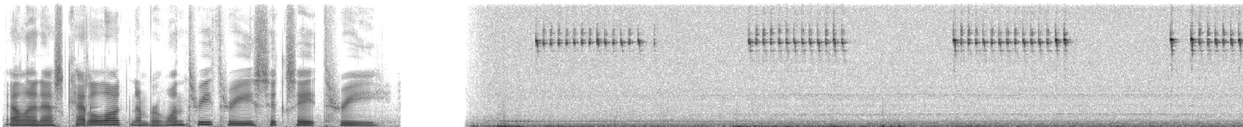 Allard's Ground Cricket - ML133683