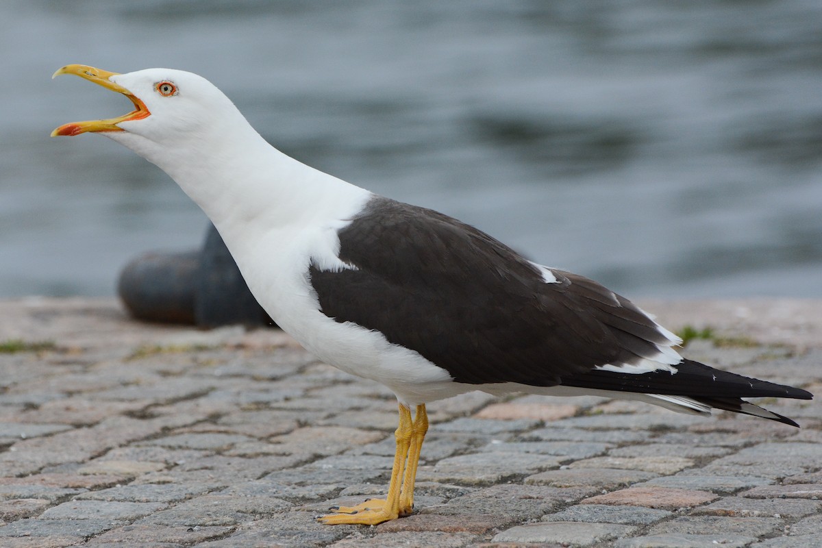 Lesser Black-backed Gull (fuscus) - ML133683661