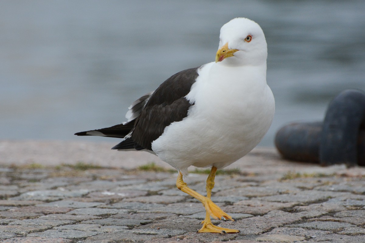 racek žlutonohý (ssp. fuscus) - ML133683691