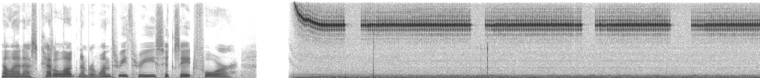 Gray Ground Cricket - ML133684