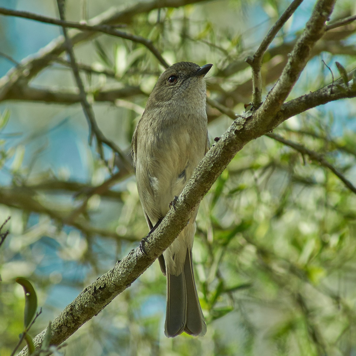 Golden Whistler - Sara Young