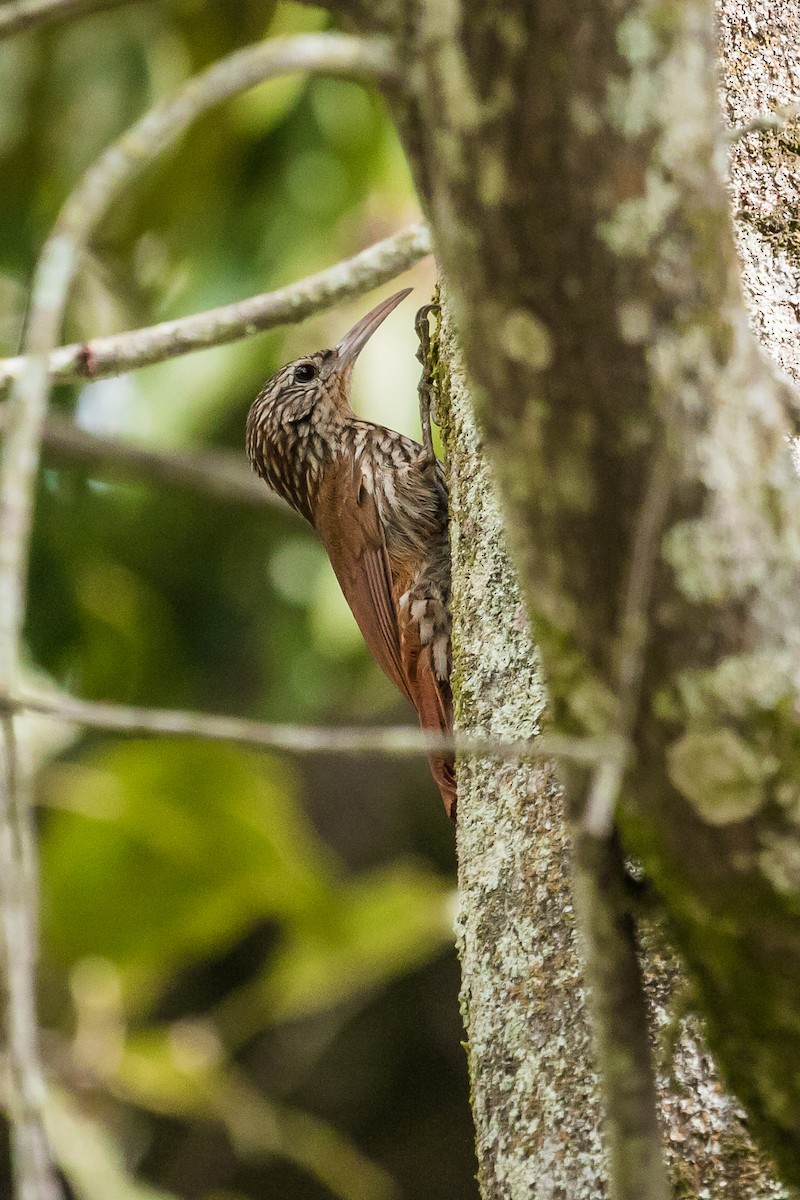 Streak-headed Woodcreeper - ML133685791