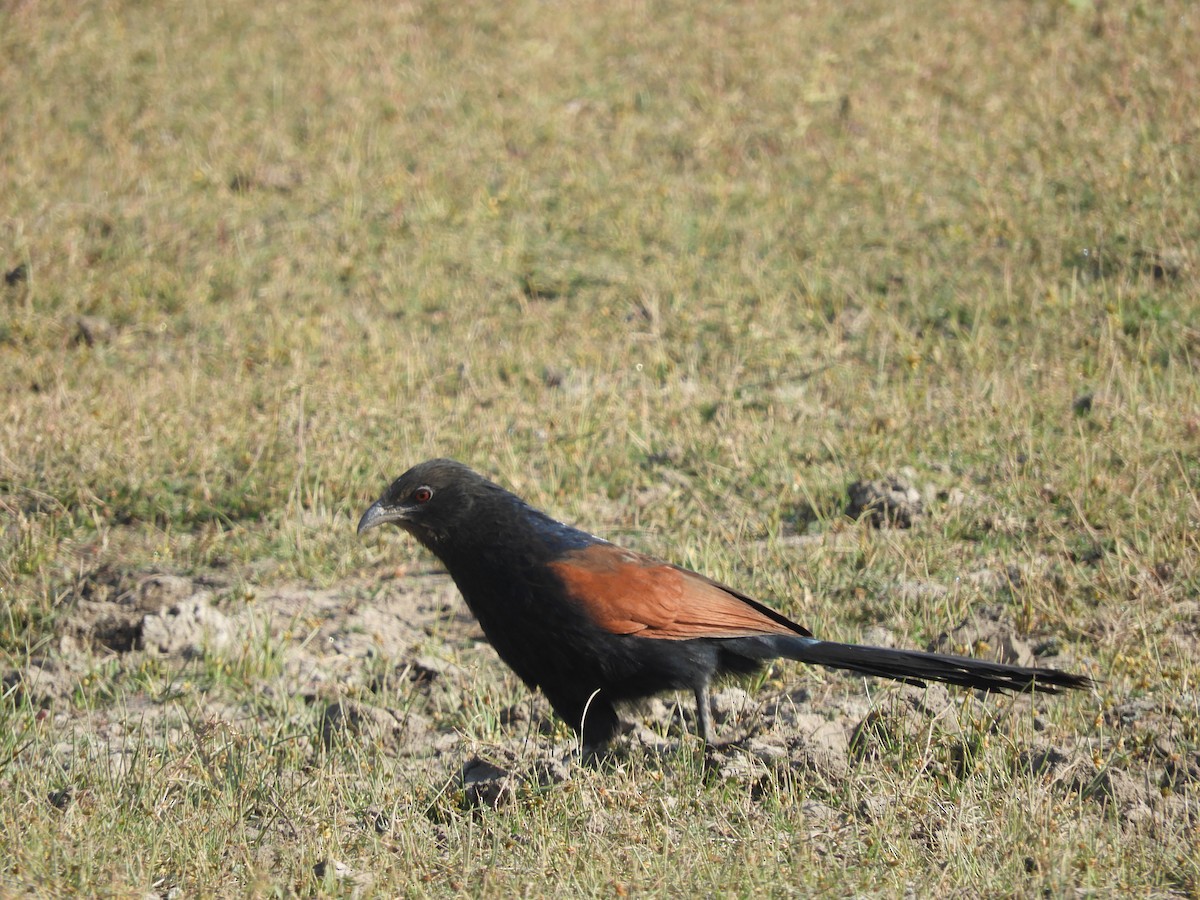 Greater Coucal (Southern) - ML133686761