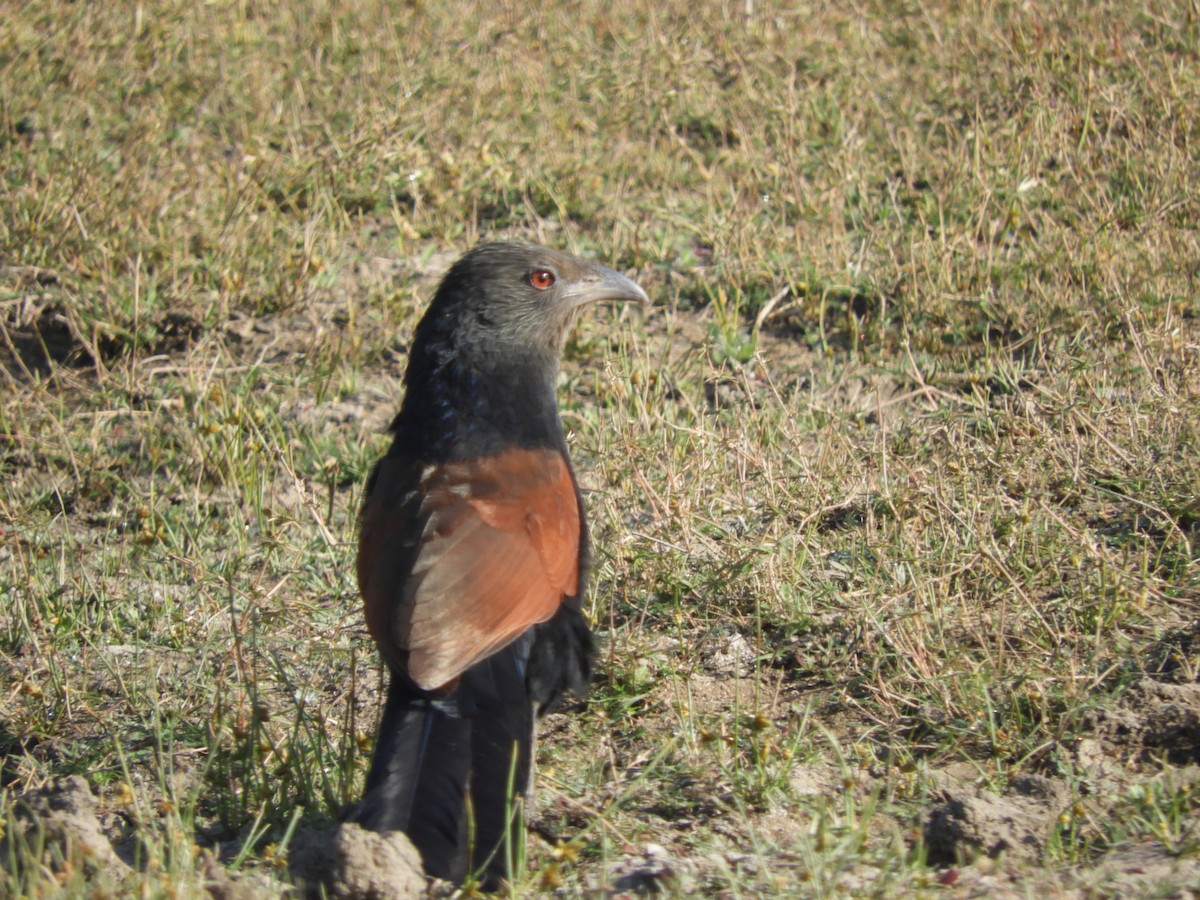 Greater Coucal (Southern) - ML133686831