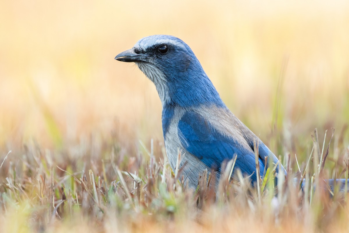 Florida Scrub-Jay - ML133689061